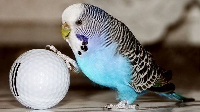 The Parrot’s Advice about How to Take Care of Parrots